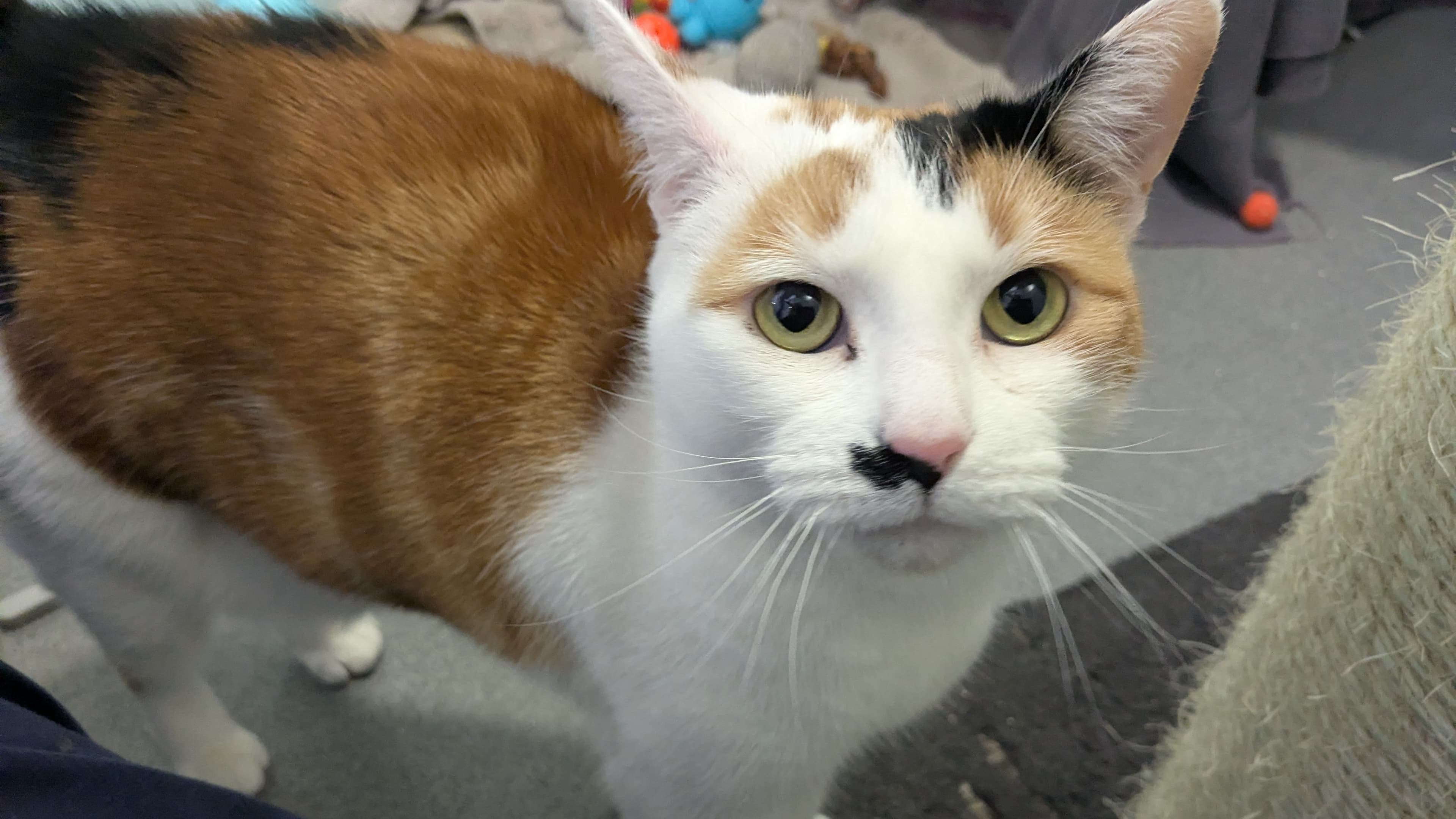 Marilyn monmeow photo 8