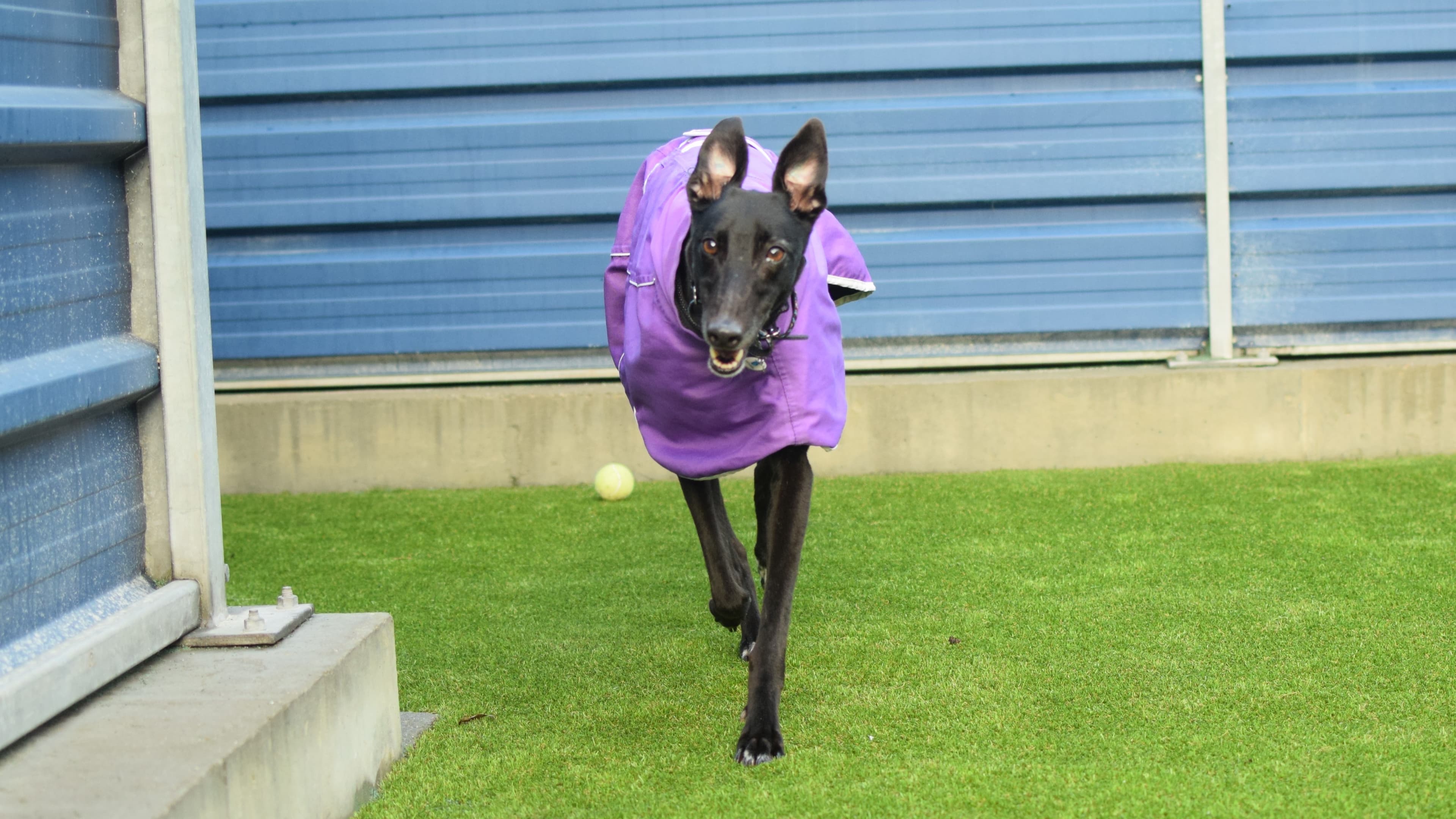 Lillie — Greyhound