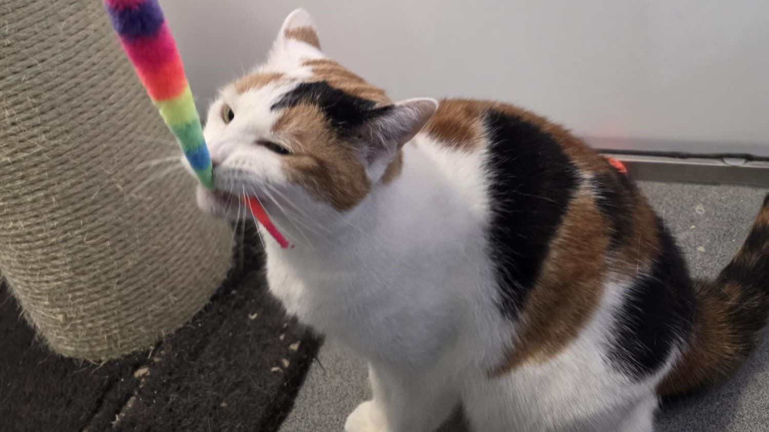 Marilyn monmeow photo 14