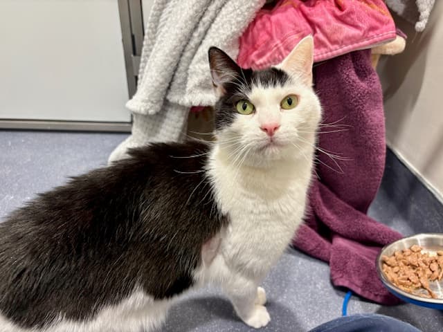 Patchy — Domestic Short-hair