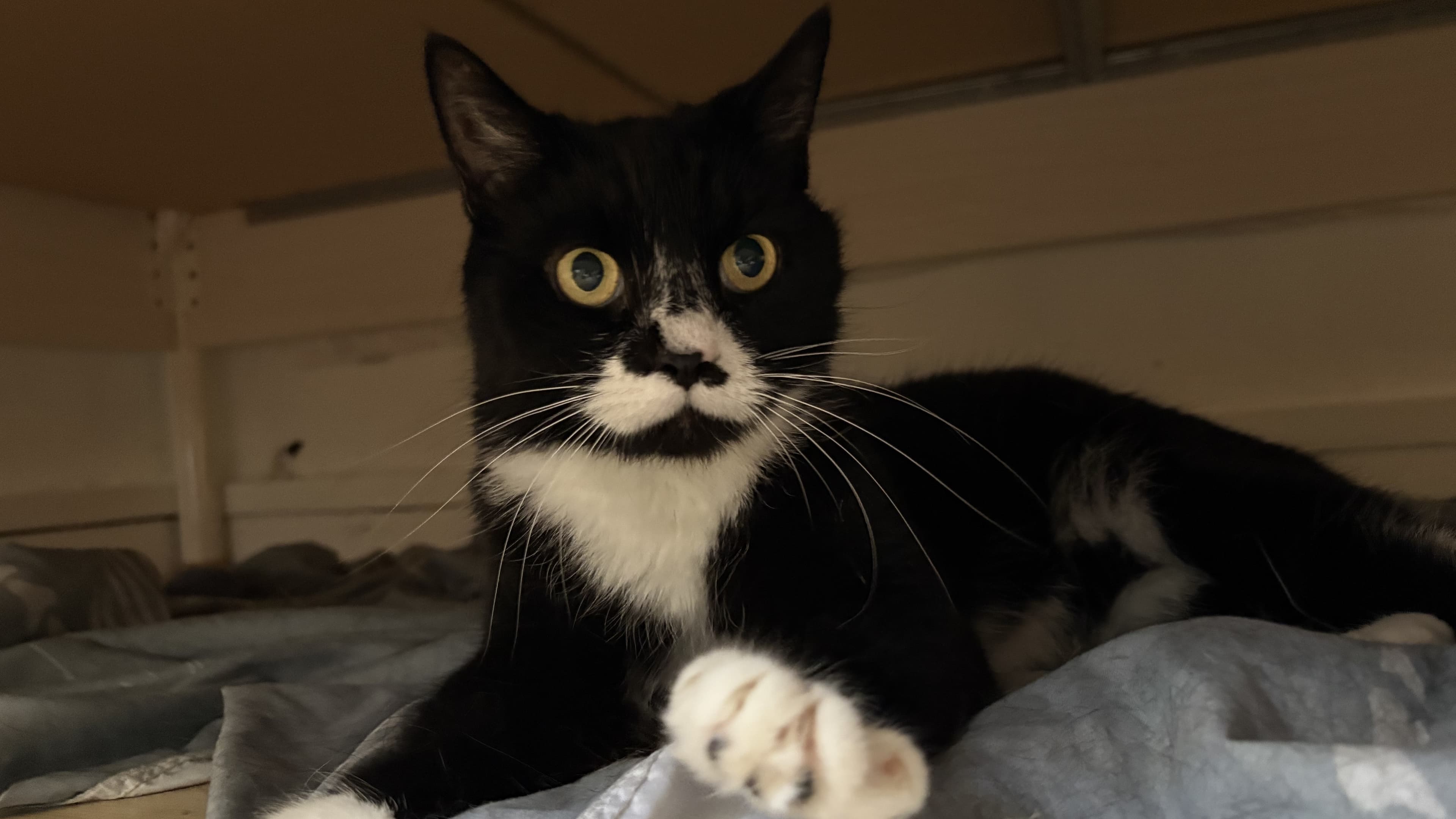 Frankie — Domestic Short-hair