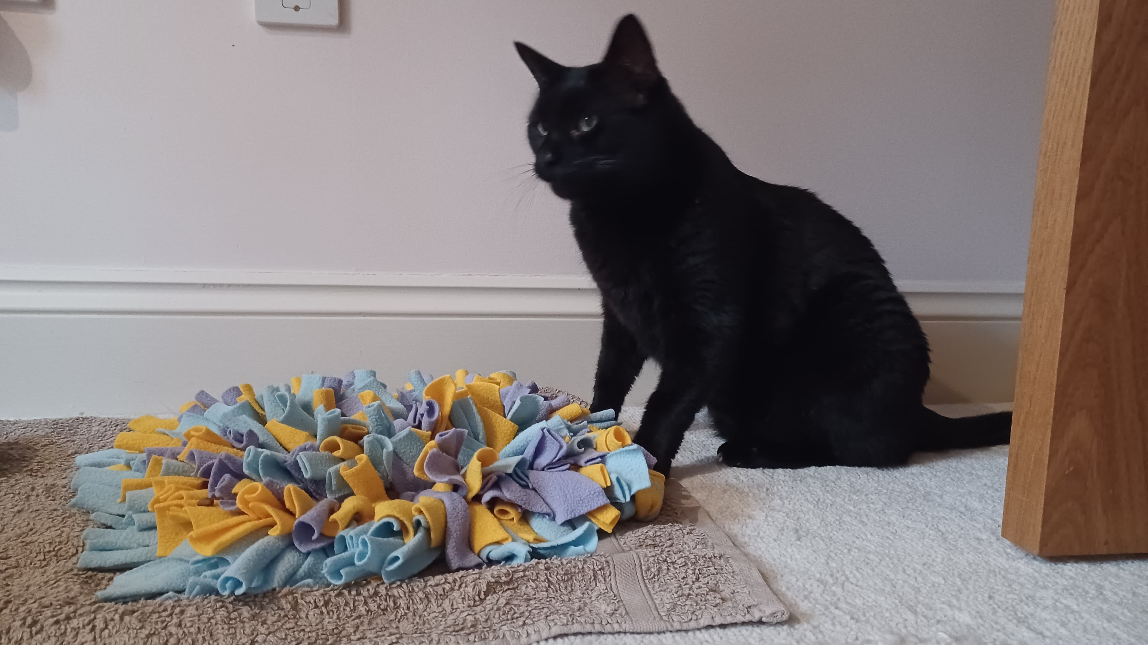 Tam — Domestic Short-hair