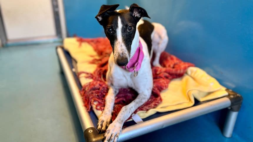 Crystal (bow dog) photo 11