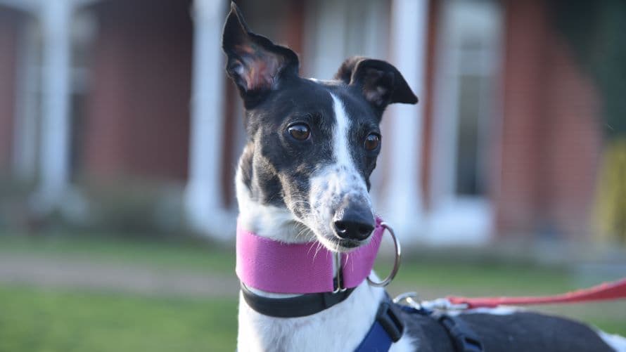 Crystal (bow dog) photo 7