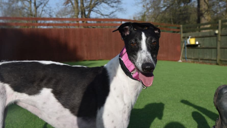 Crystal (bow dog) photo 4