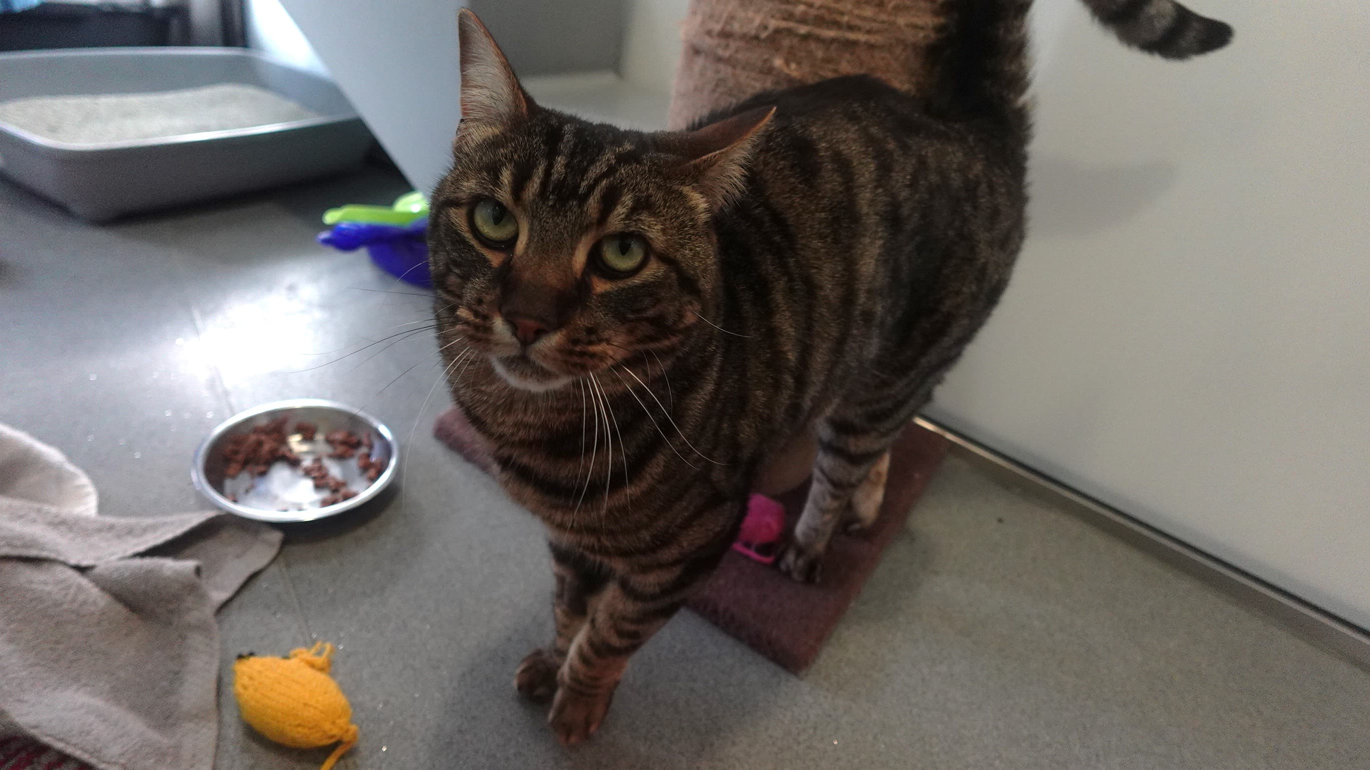 Berlioz basquicat photo 3