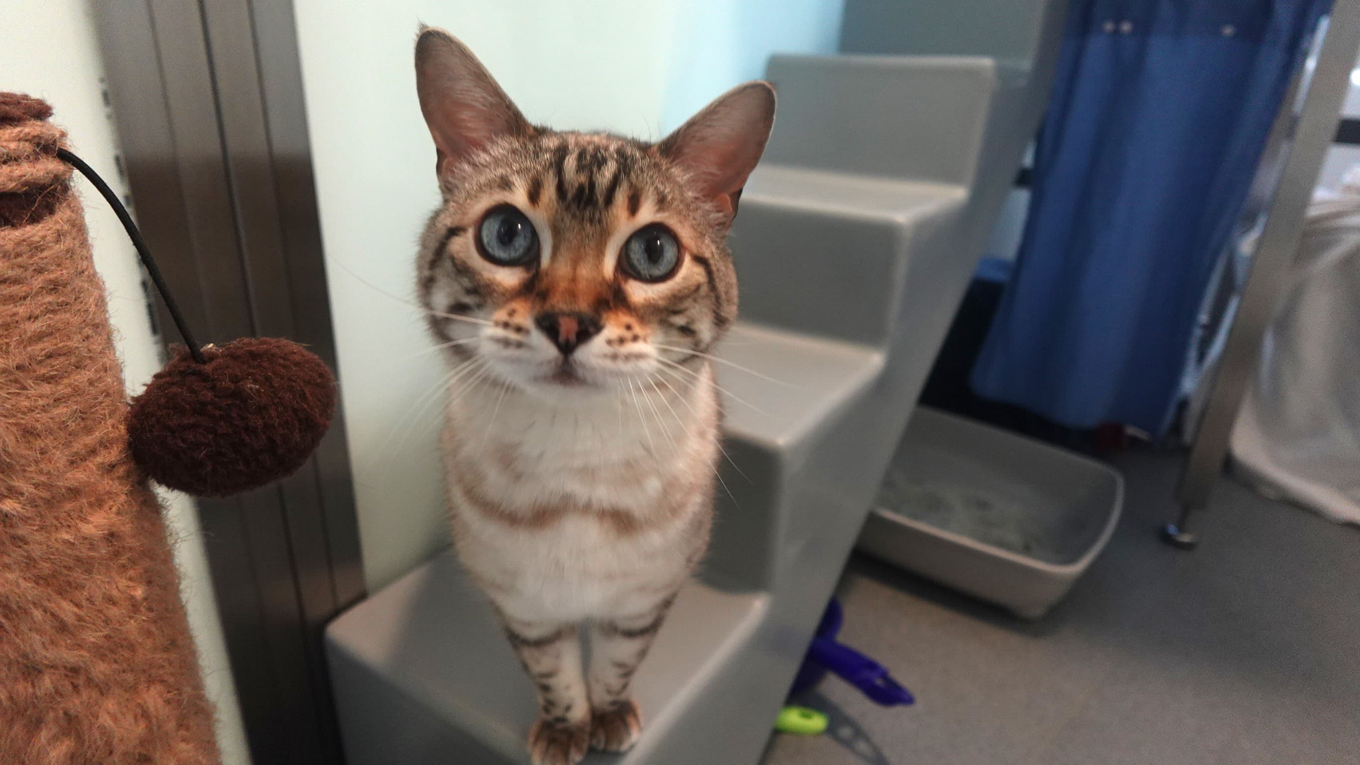 Wintergreen — Bengal