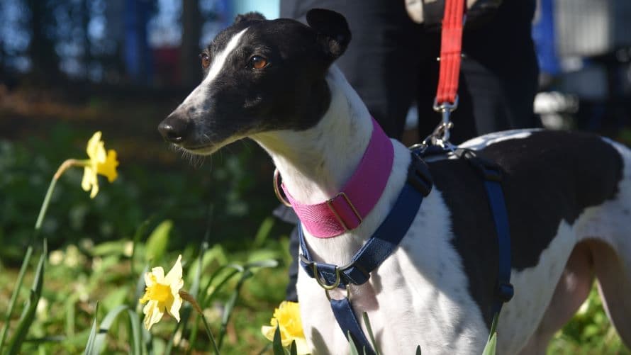 Crystal (bow dog) photo 15