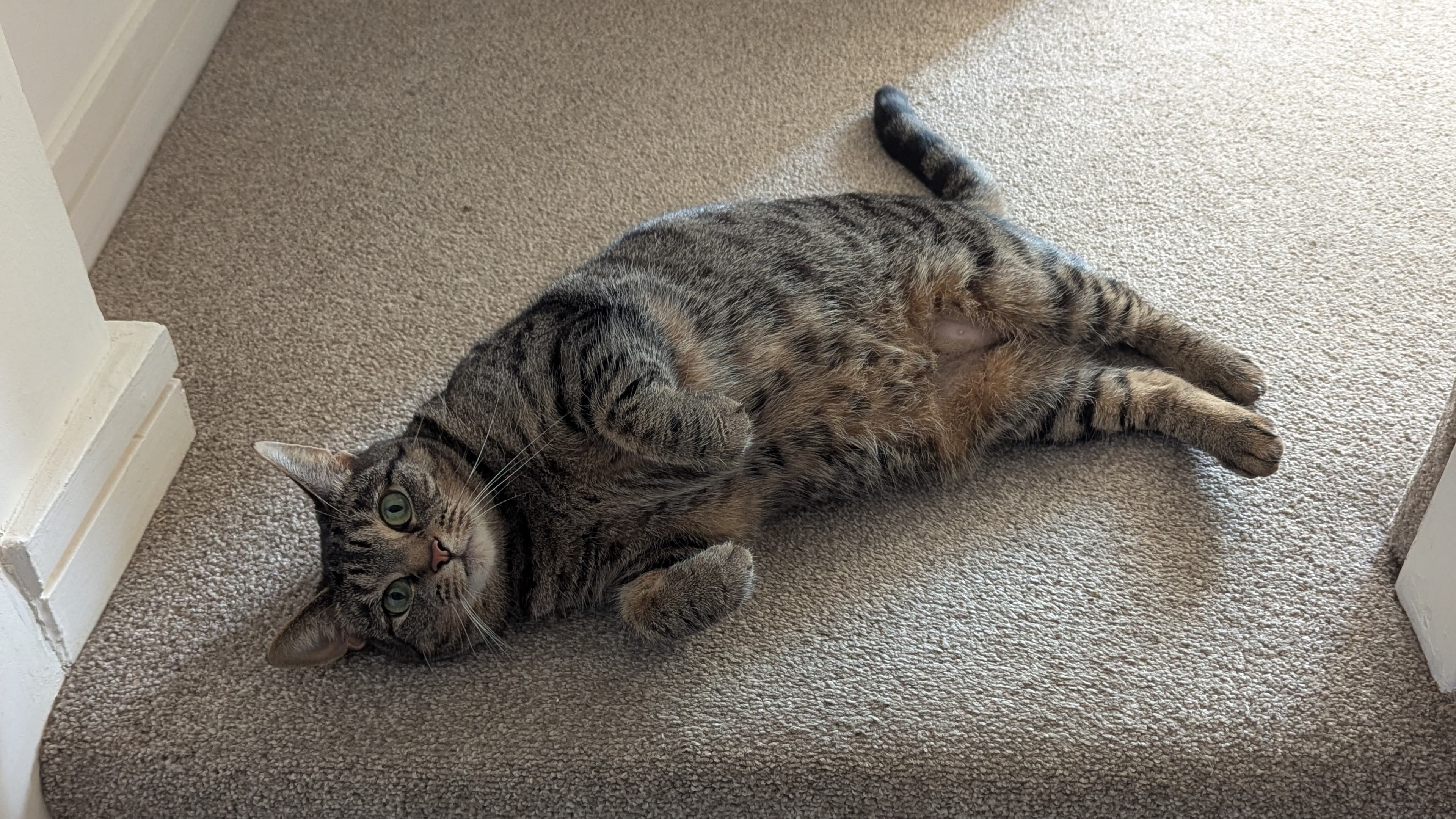 Luna — Domestic Short-hair