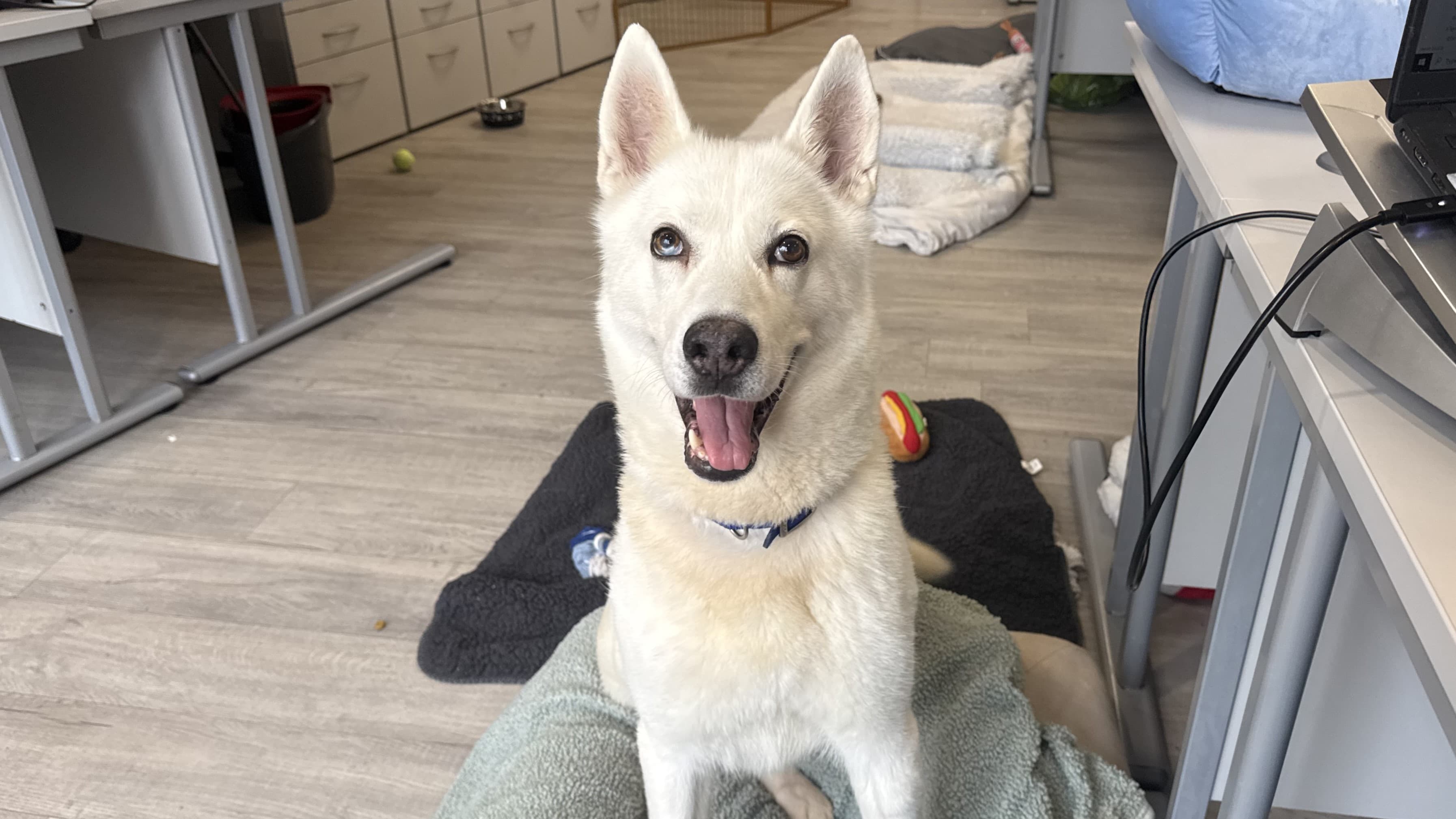 Maymay — Siberian Husky