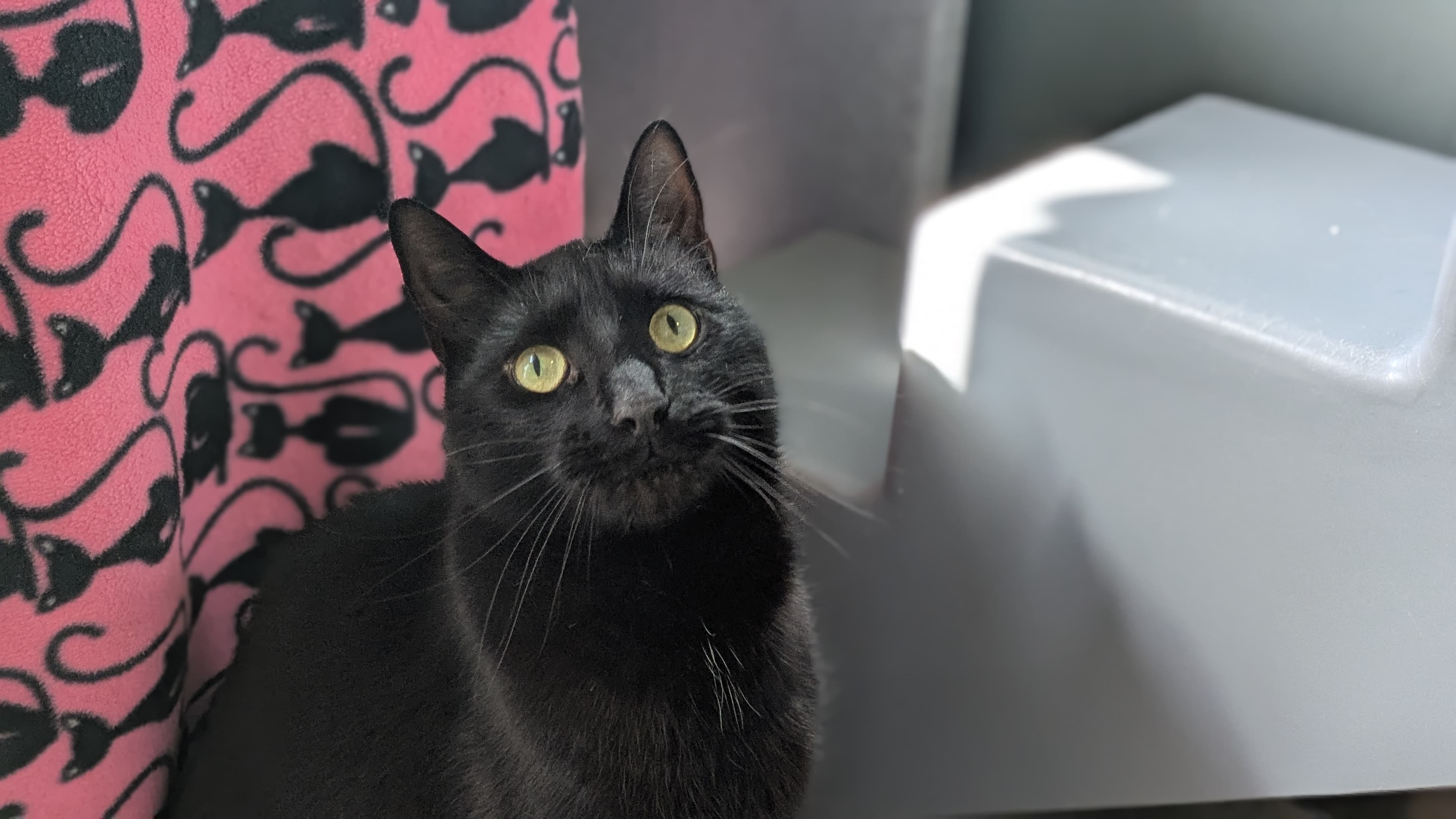 Caterpillar — Domestic Short-hair