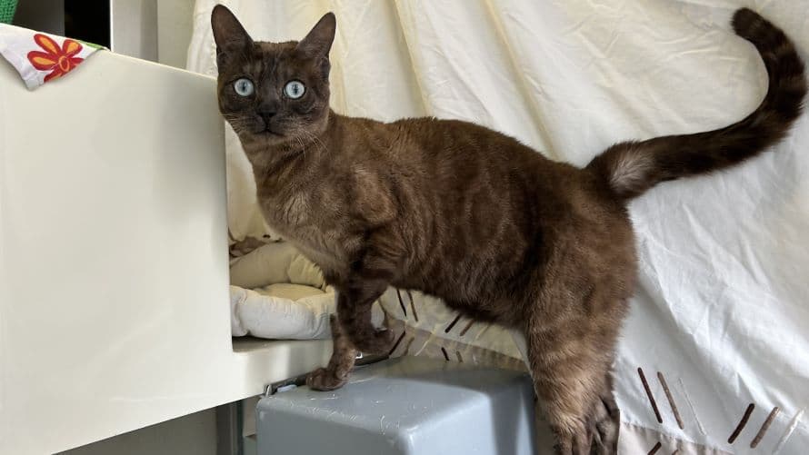 Coco — Burmese