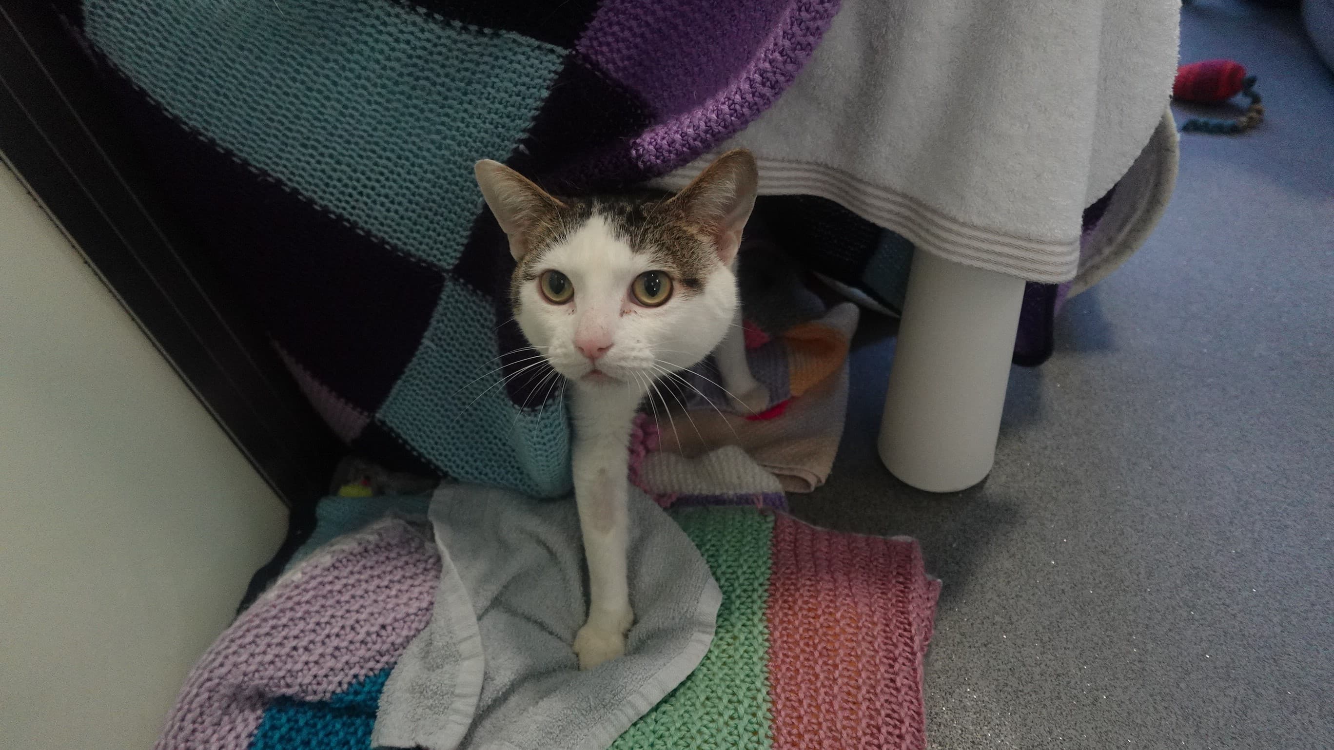 Ross — Domestic Short-hair