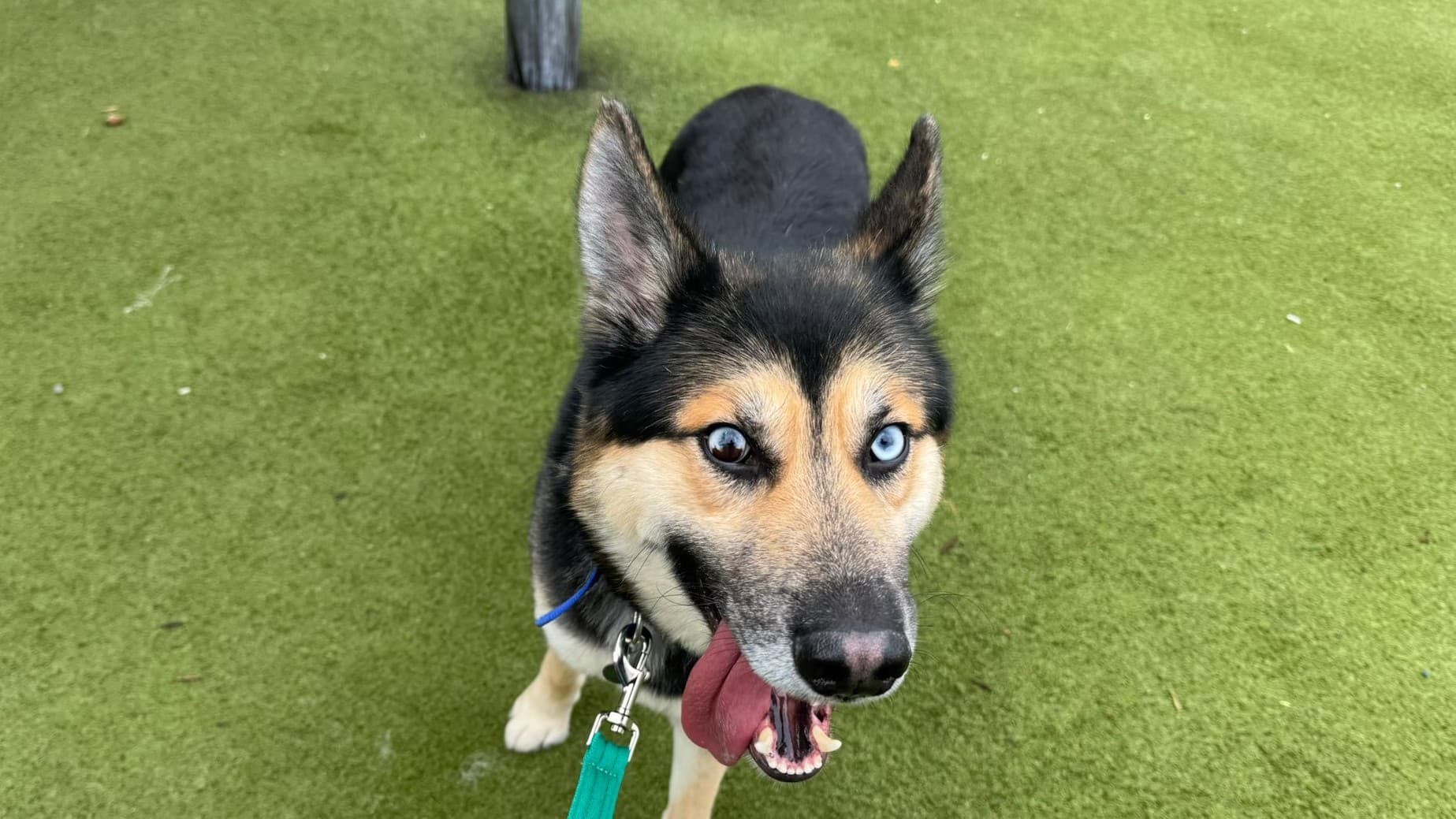 Chunks — Siberian Husky