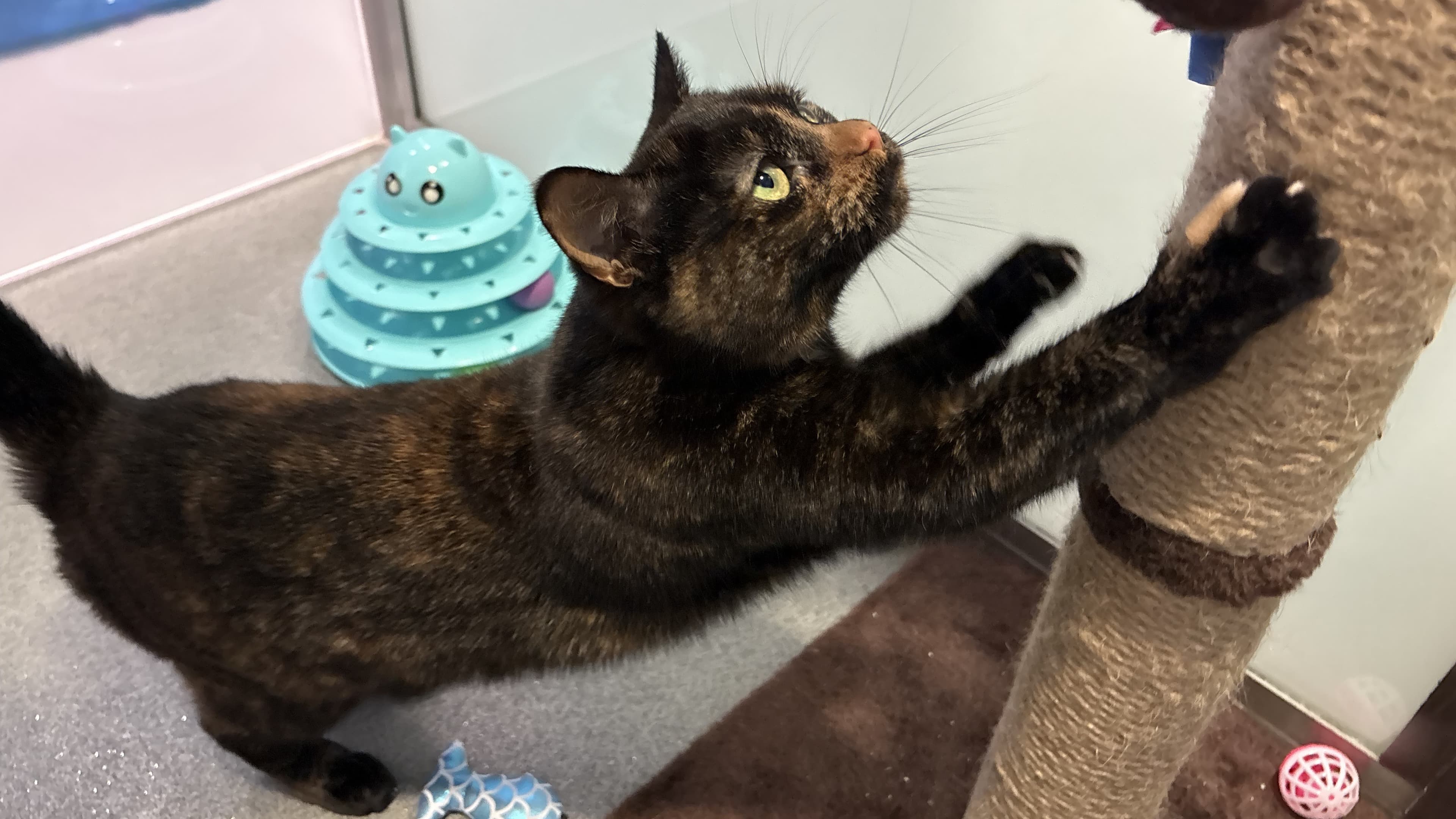 Daffodil — Domestic Short-hair