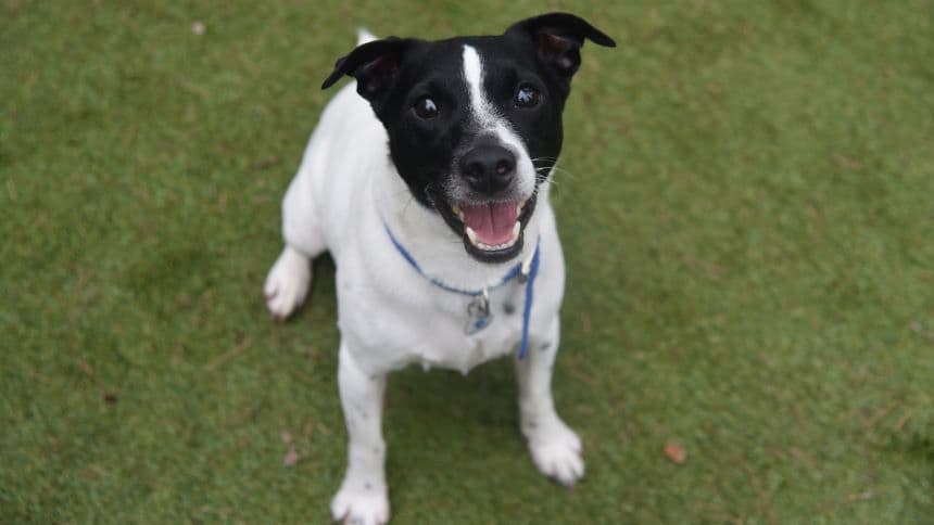 Chubs (& brambles) photo 3