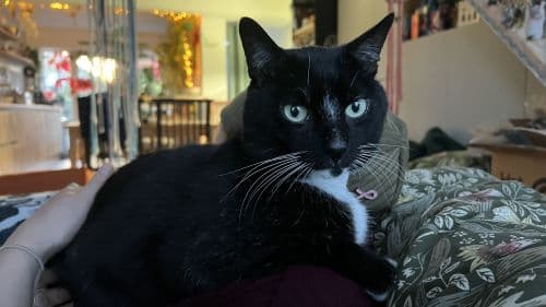 Sebastian — Domestic Short-hair