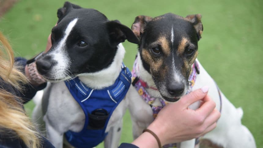 Chubs (& brambles) photo 9