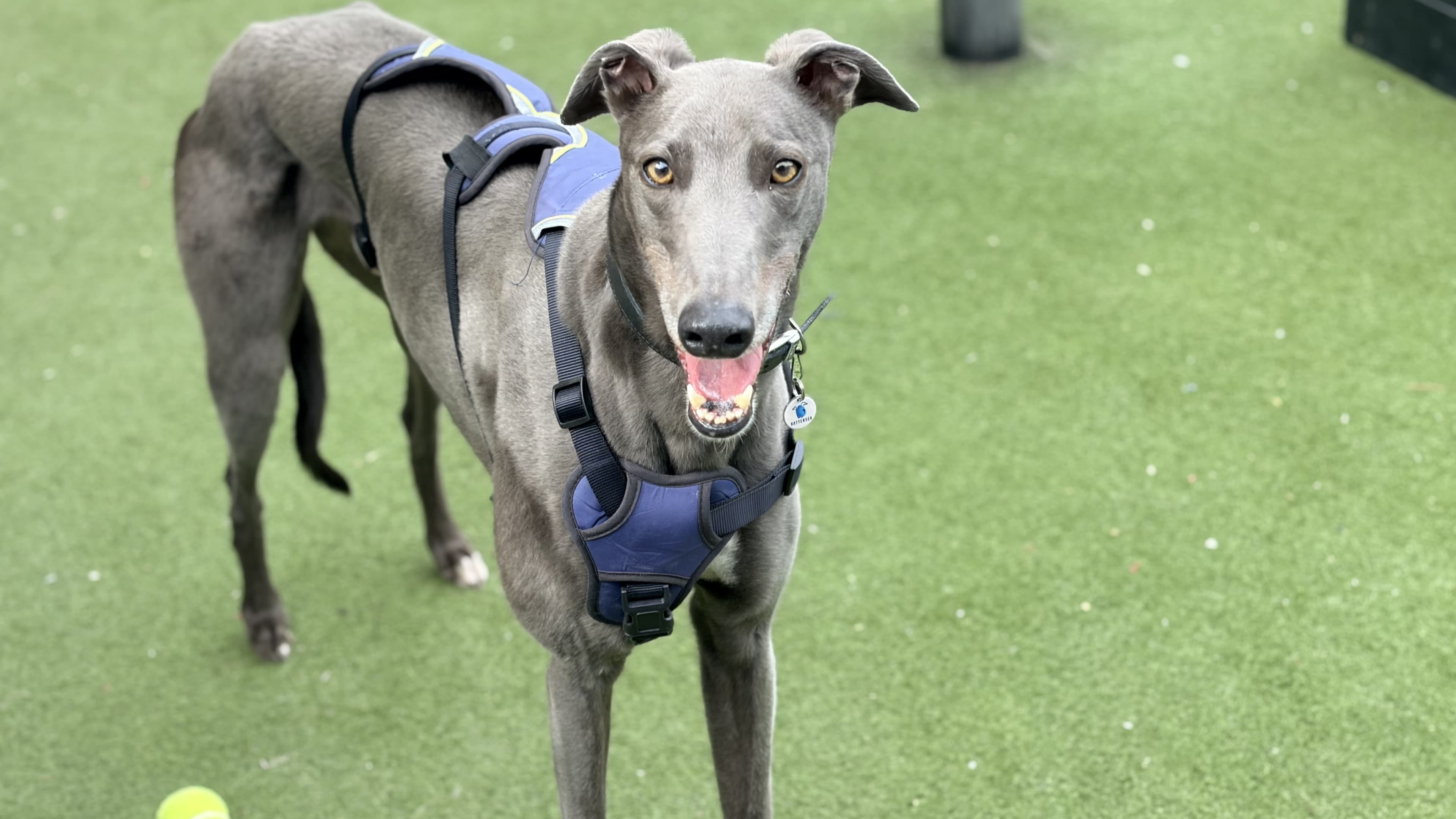 Neptune — Greyhound