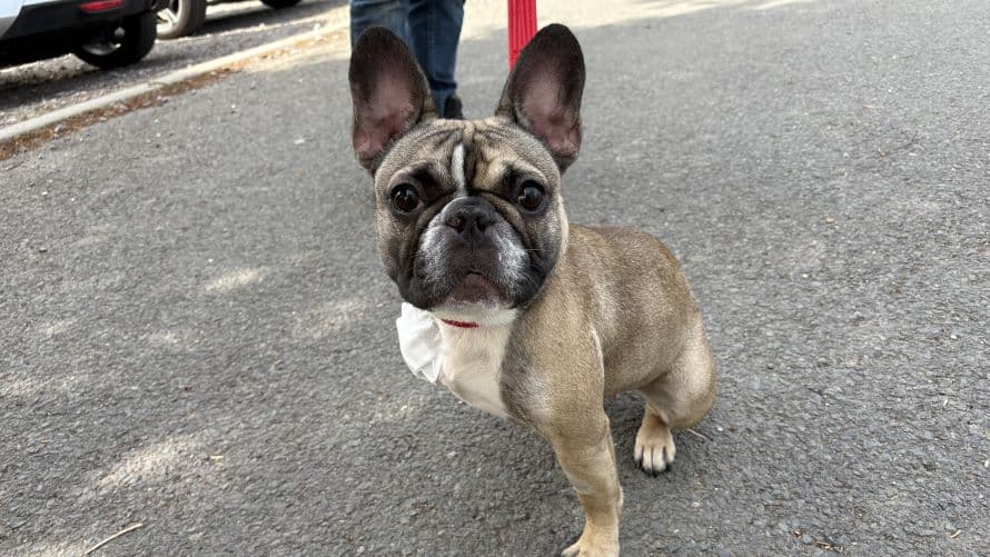 Meeka — Bulldog: French