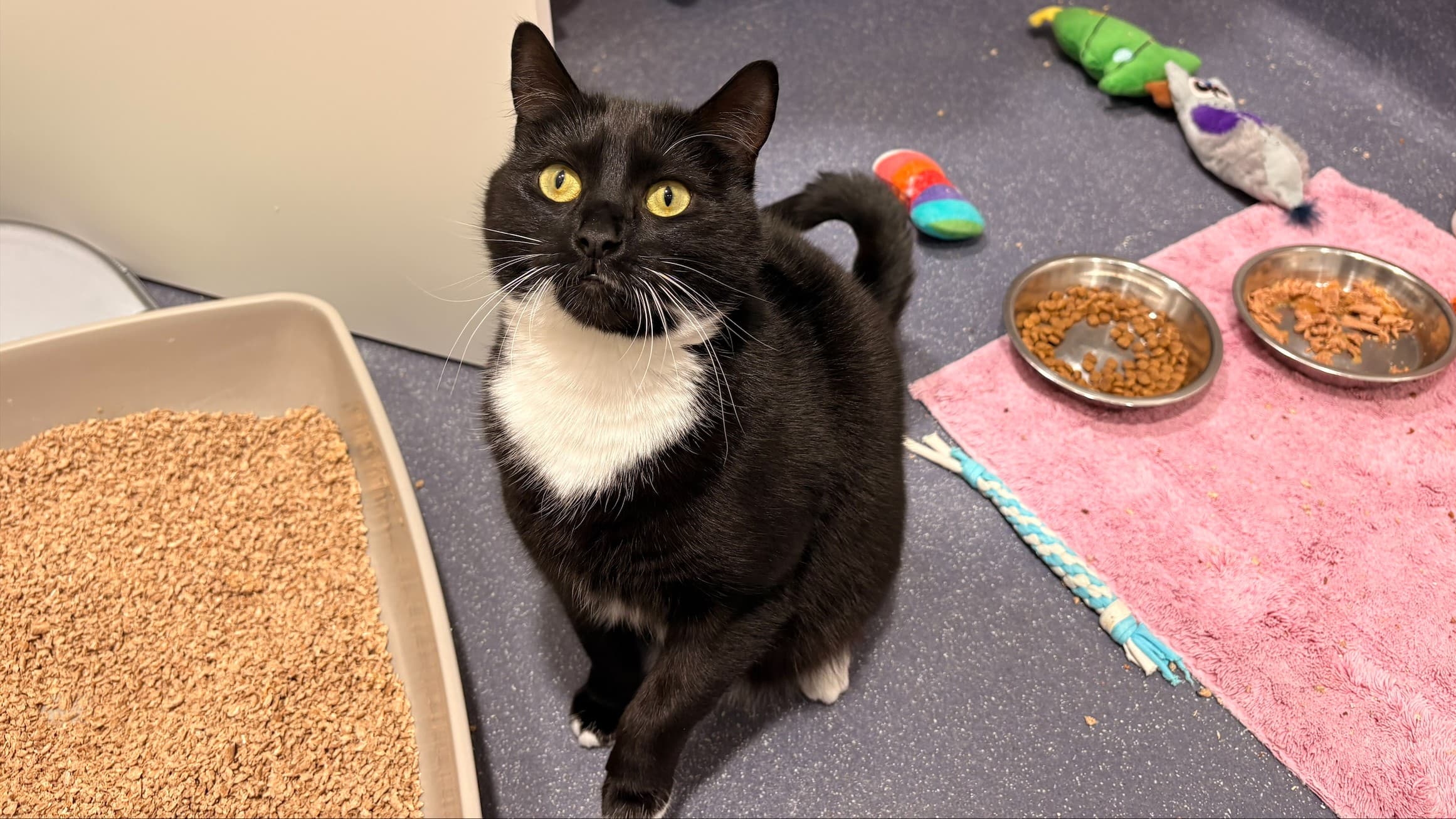 Lemon drizzle photo 9