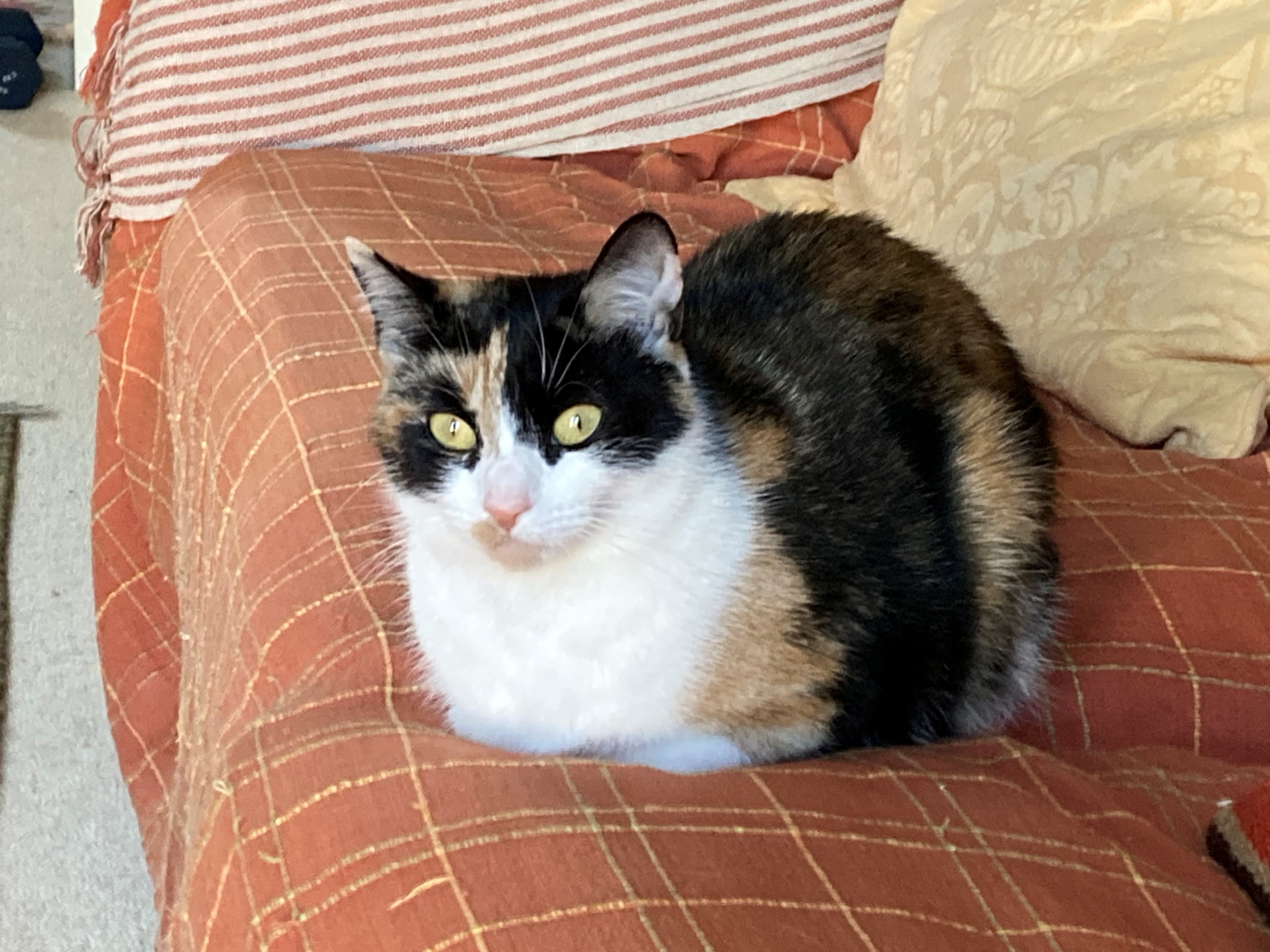 Geeta — Domestic Short-hair