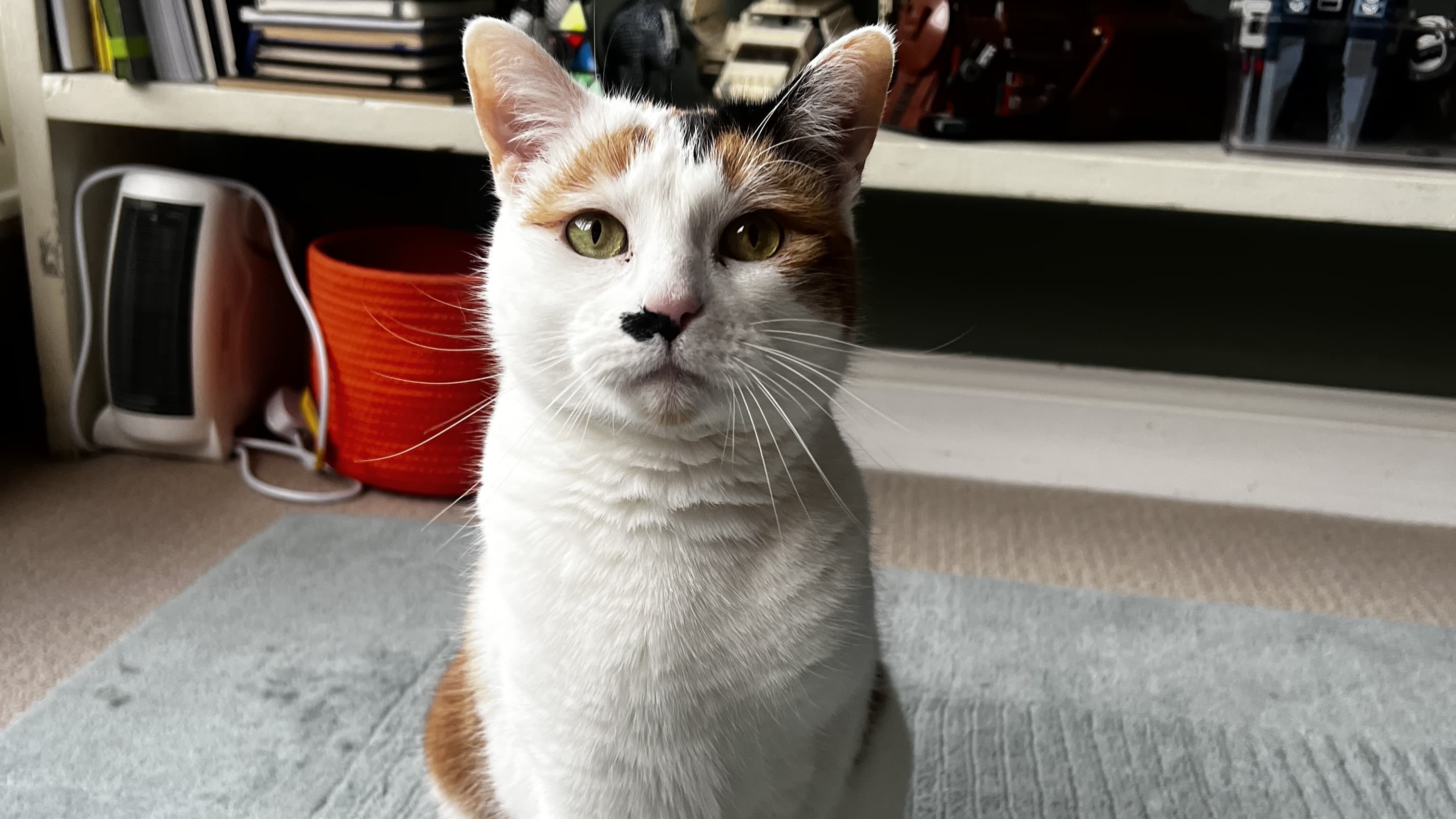 Marilyn monmeow photo 5