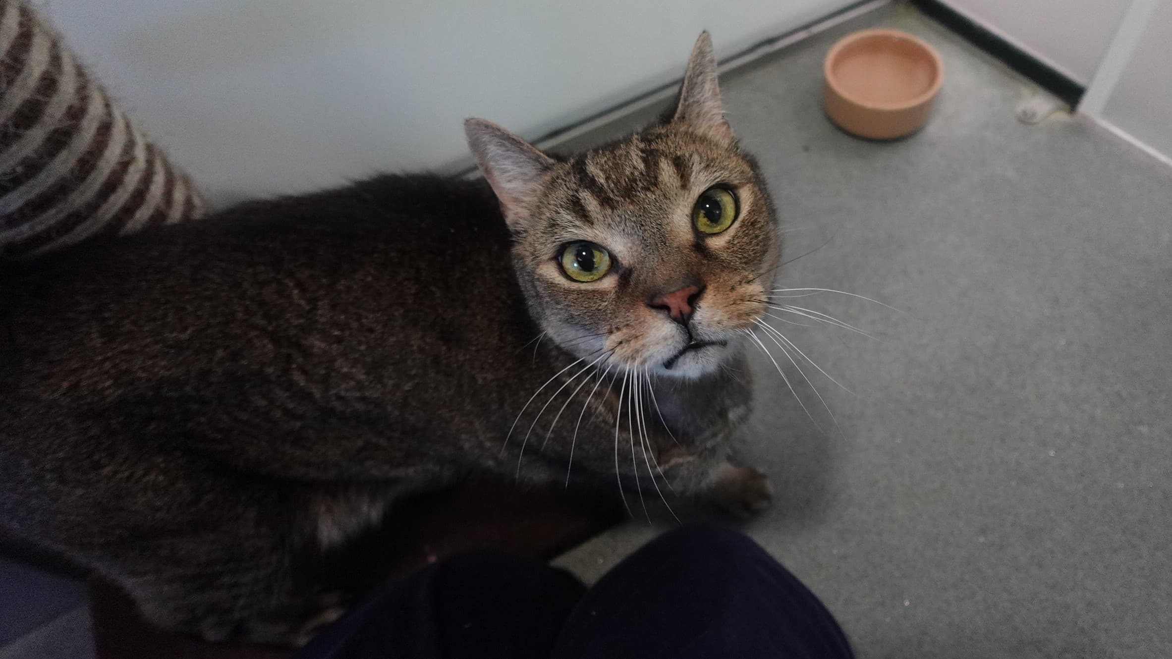 Rodger — Domestic Short-hair