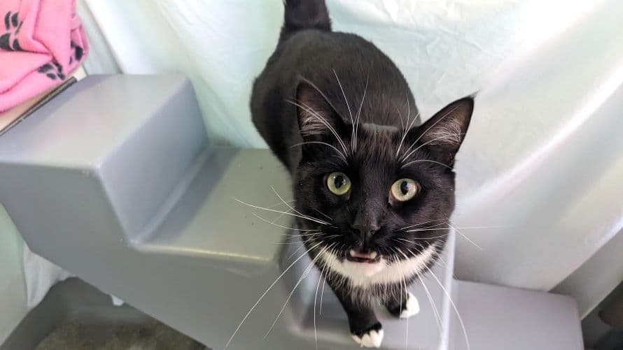 Malikai — Domestic Short-hair