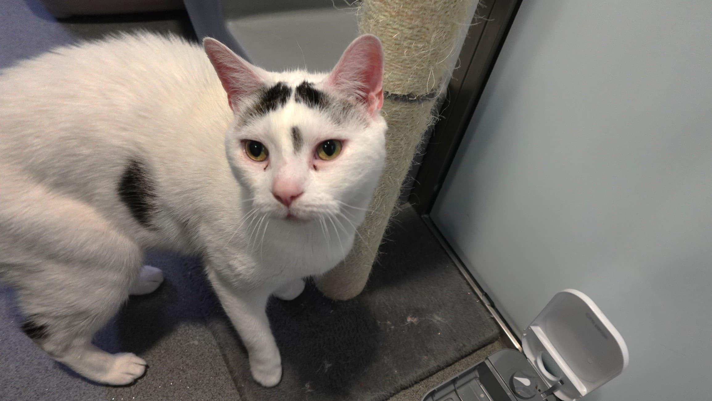 Mittens (& oreo) photo 2