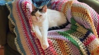 Miss frankie photo 2