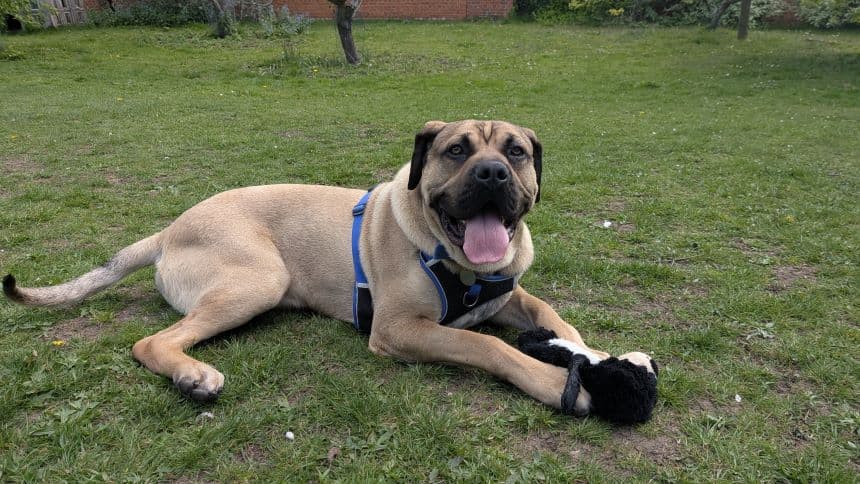 Hashbrown — Mastiff: Bull