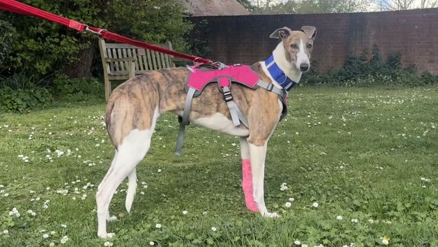 Connie (bow dog) — Greyhound