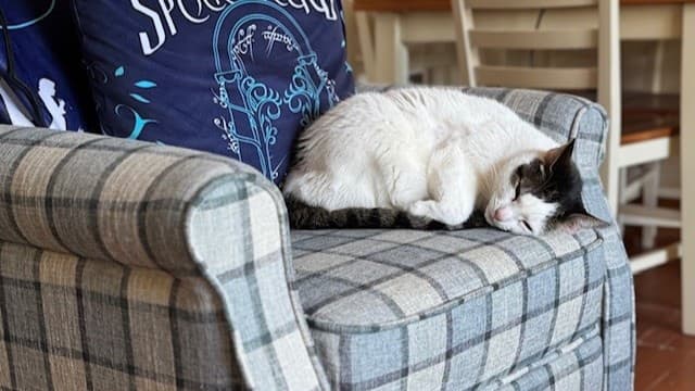 Miss frankie photo 3