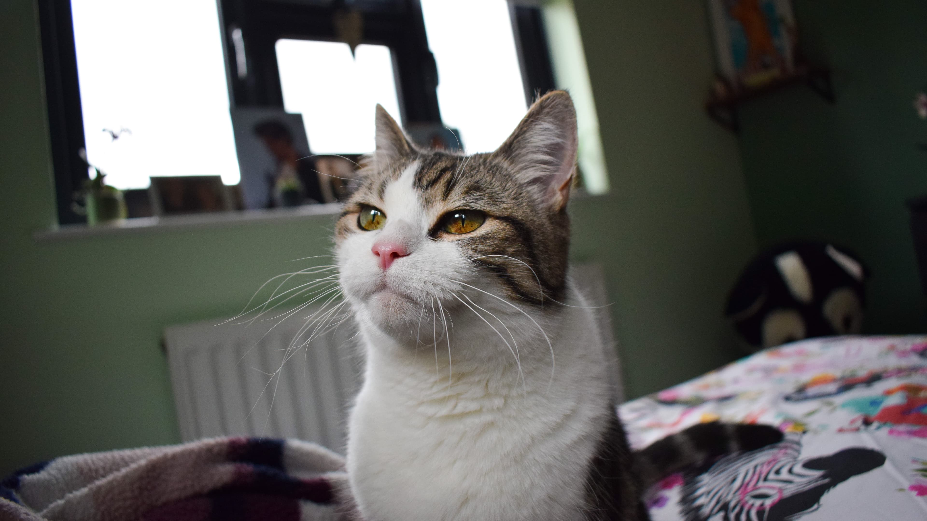 Cagney — Domestic Short-hair