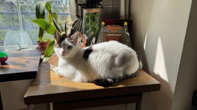 Miss frankie photo 5