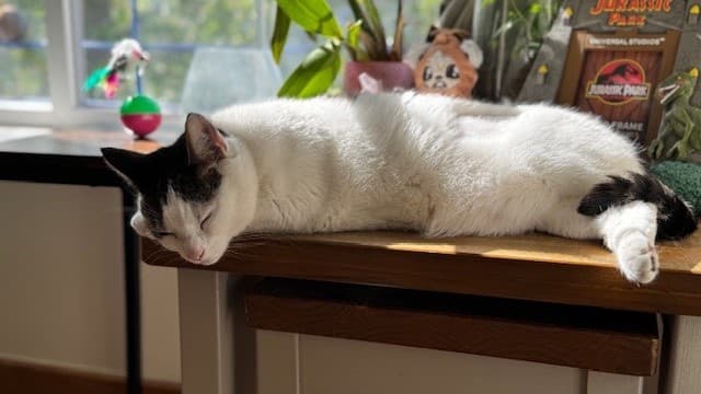 Miss frankie photo 6