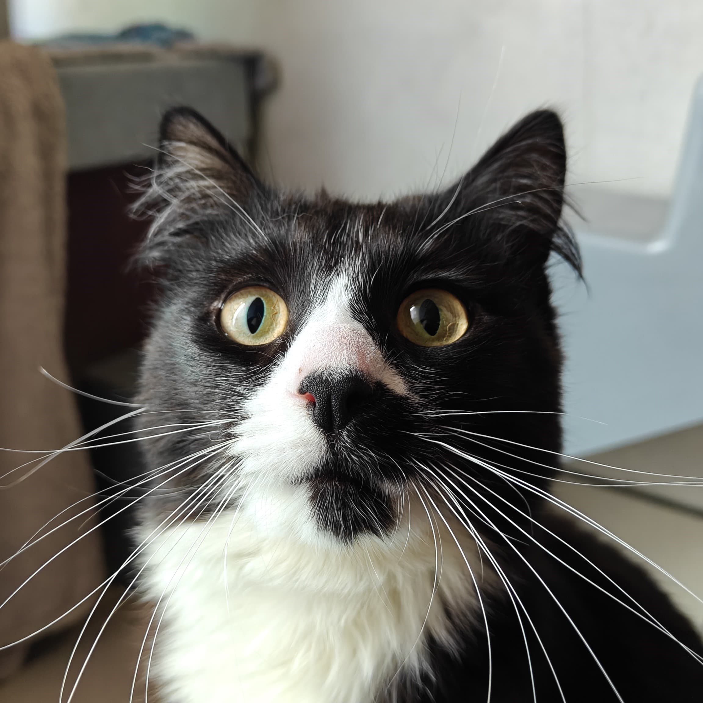 Laser — Domestic Medium-hair