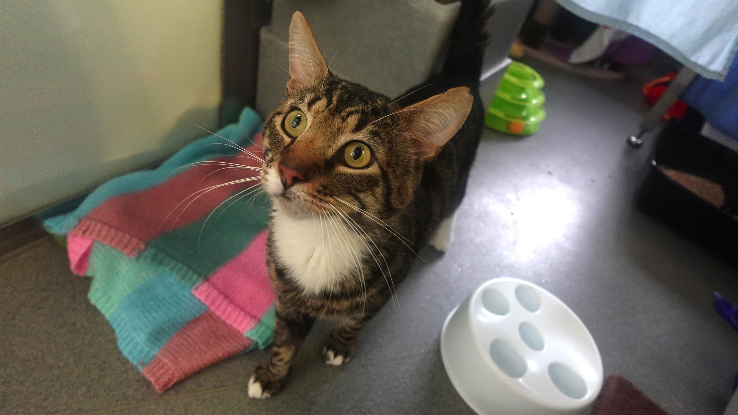 Yezzy — Domestic Short-hair