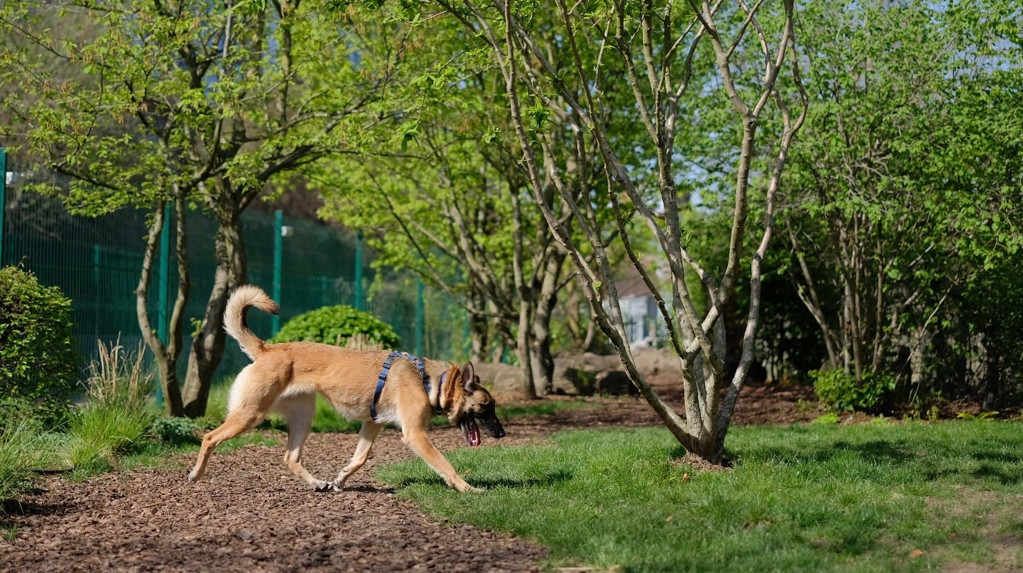 Chips — German Shepherd