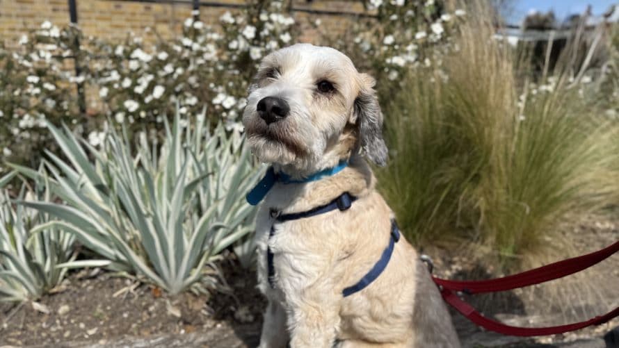Jasper — Terrier: Tibetan