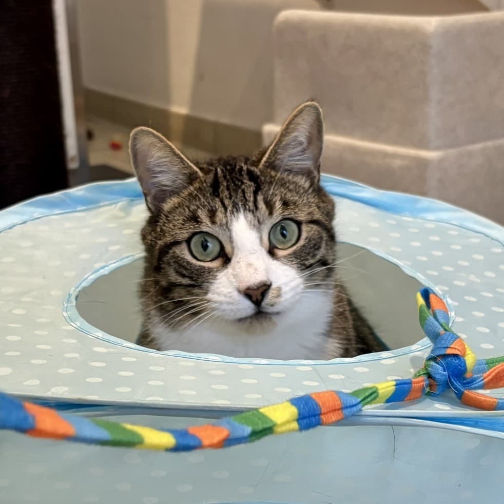 Freddie — Domestic Short-hair