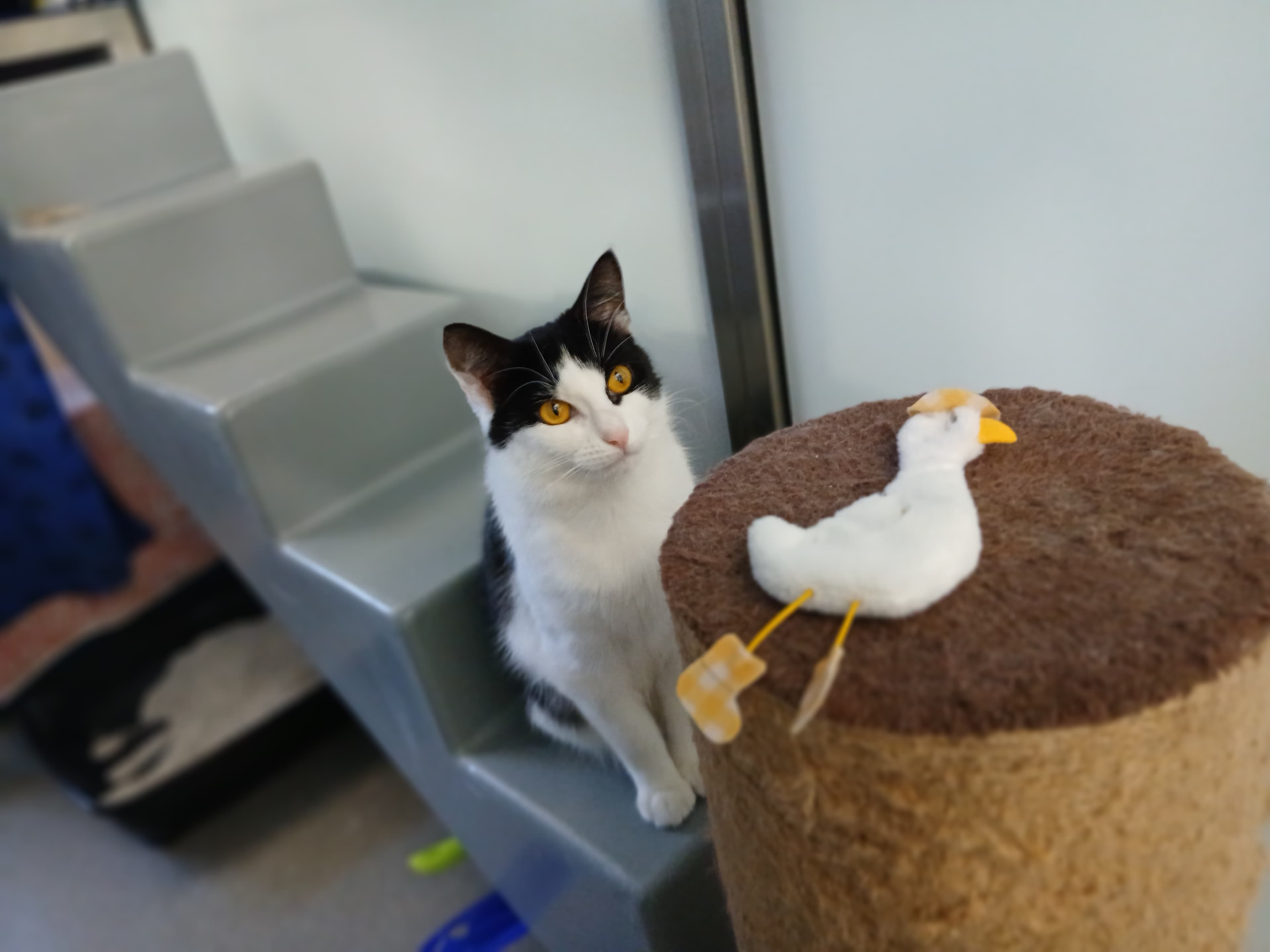 Goose — Domestic Short-hair