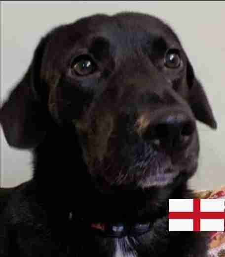 Buddy — Dachshund Cross Collie