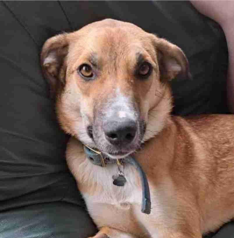 Sara — Cross-breed