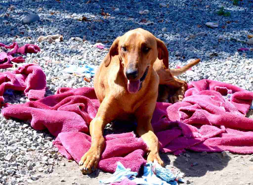 Hugo — Vizsla Cross