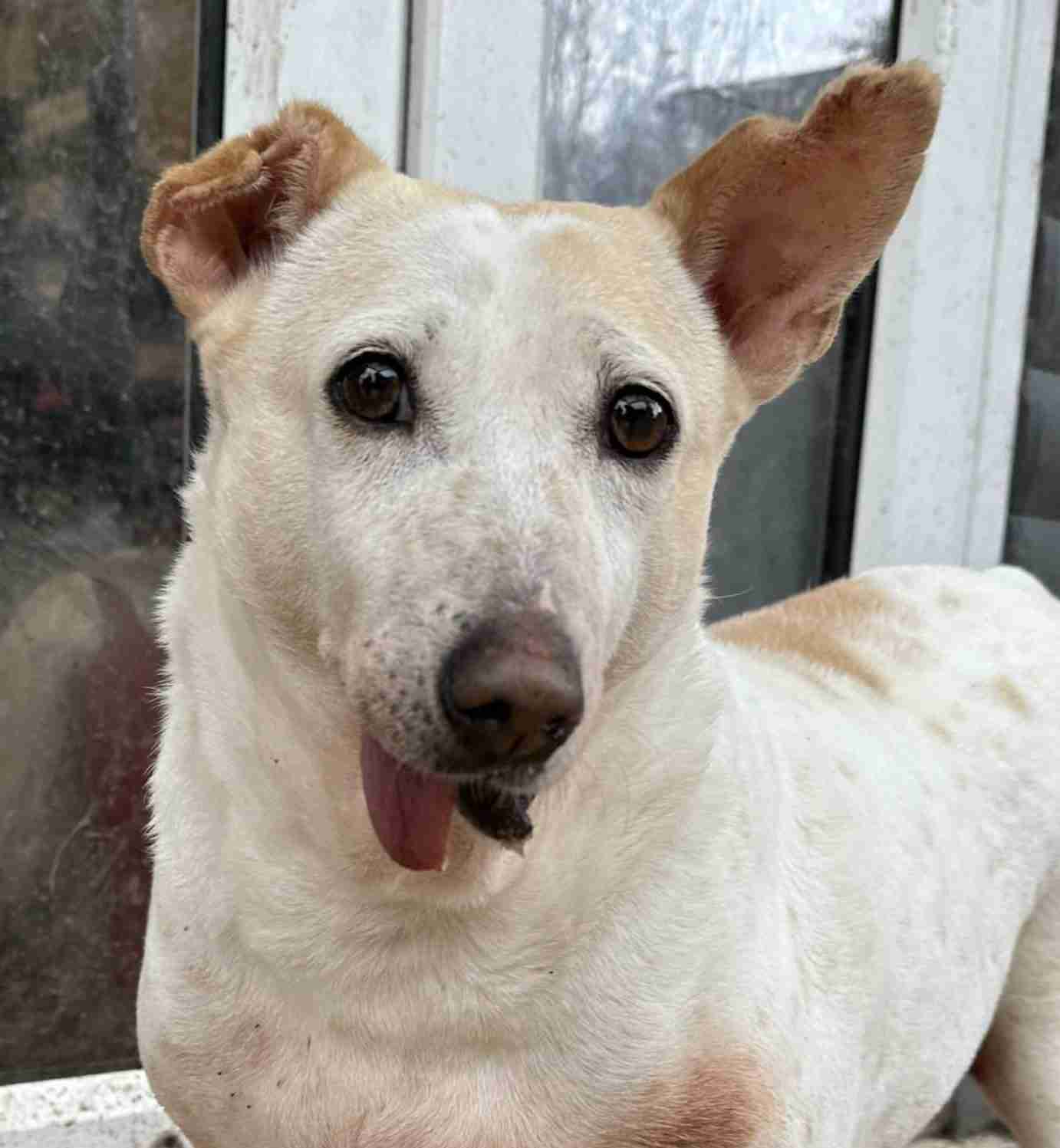 Lola — Cross-breed