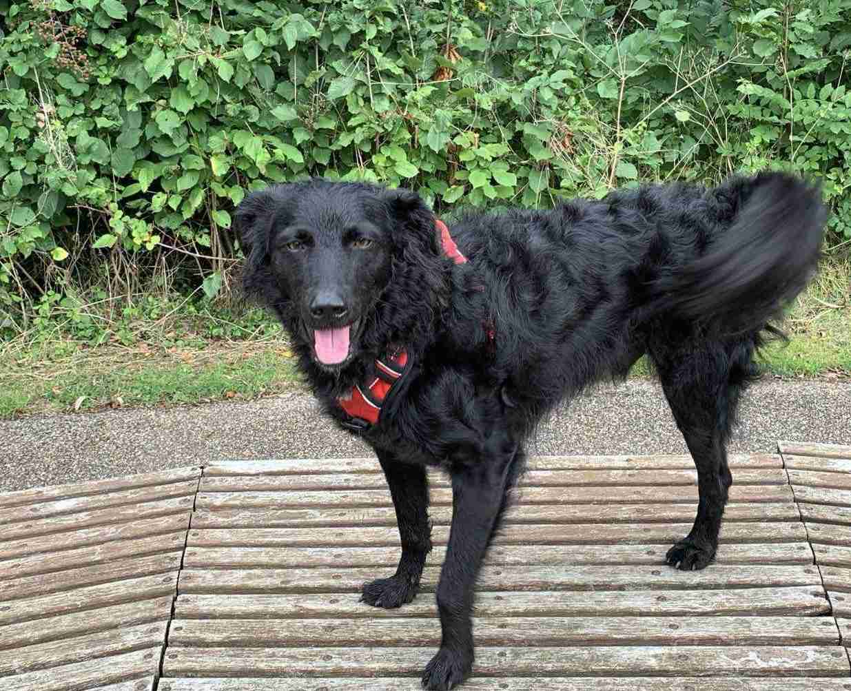 Skipper — Croatian Shepherd Cross