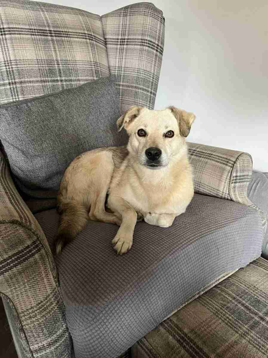 Maggie — Cross-breed