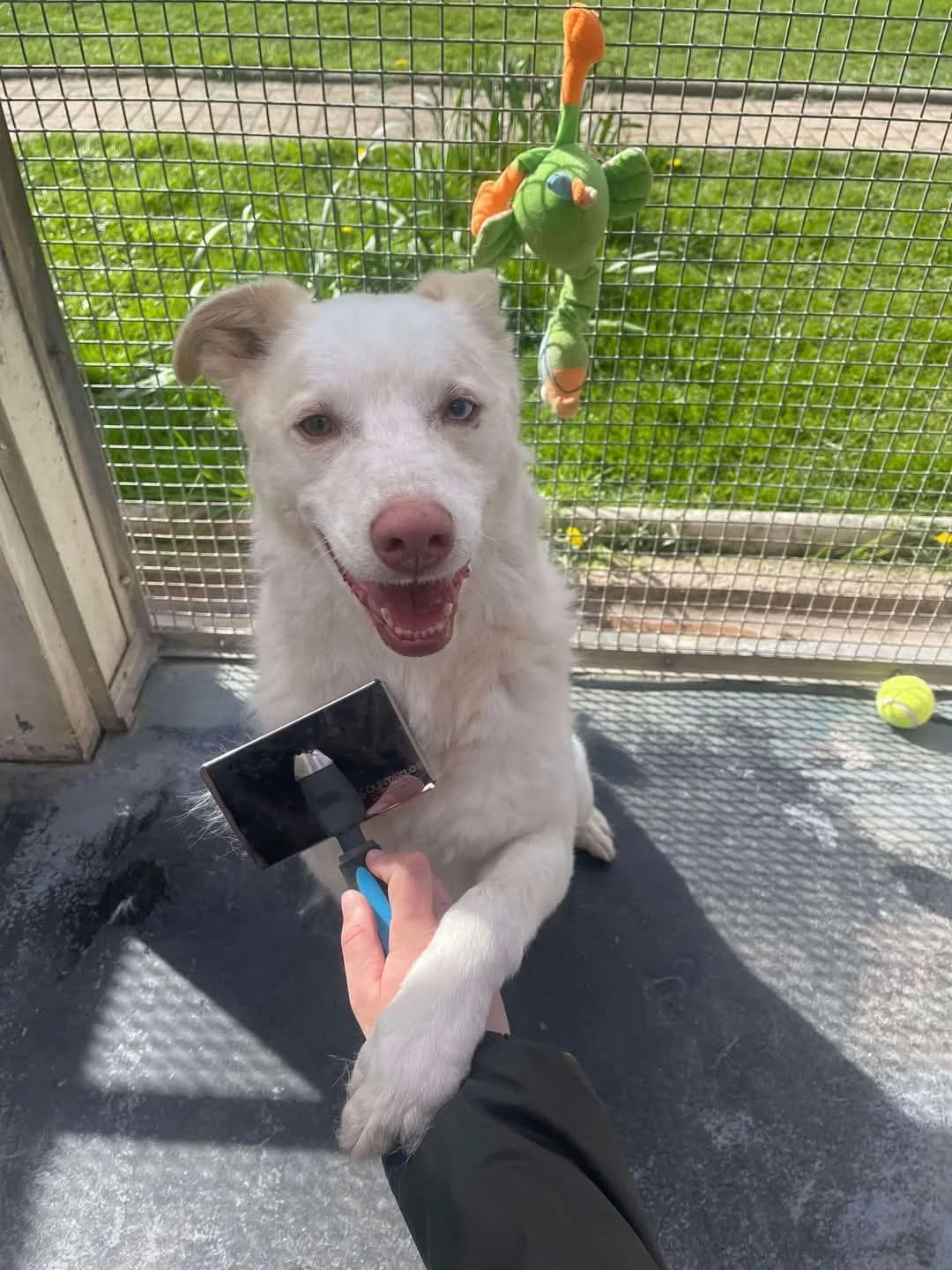 Mollie — Cross-breed